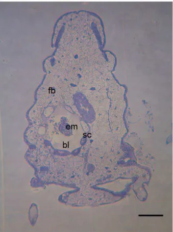 Figure 2. Semithin section of A. pisum parasitized by A. ervi embryo after about 48 hours of development