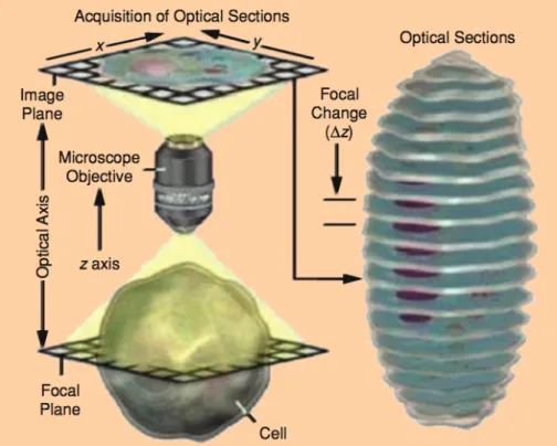 Figure 1.1: 3D image acquisition of a cell [1].