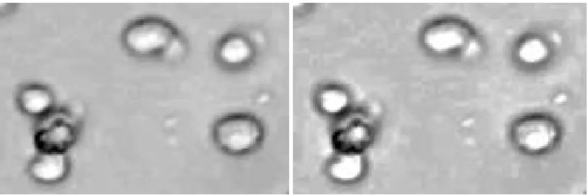 Figure 3.3: No neighbors results: original vs. processed.