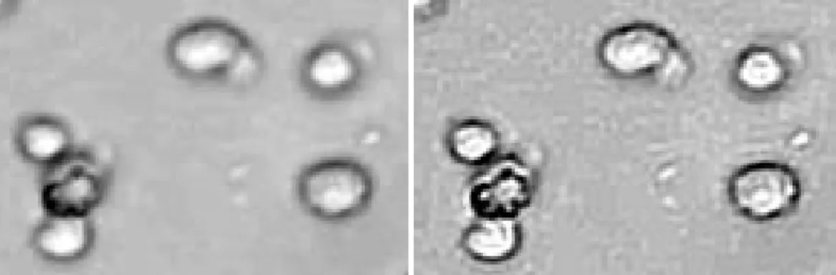 Figure 3.5: 2D Linear deconvolution results: original image versus processed.