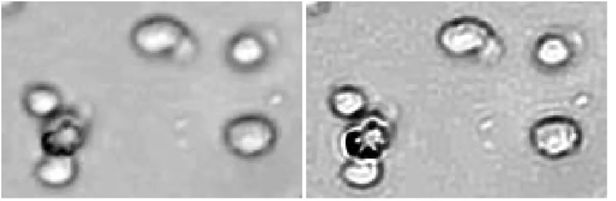 Figure 3.7: Blind deconvolution results: original image versus processed.