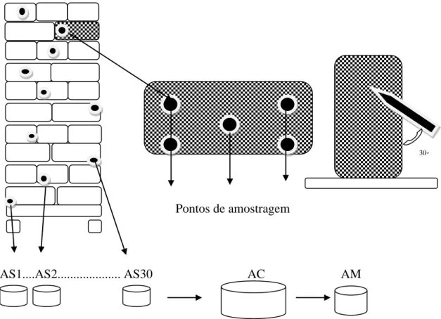 Figura 1: Plano de amostragem dos lotes de sementes para obtenção de amostras. 