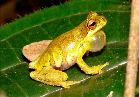 Figure 1.  Dendropsophus microps from Avaré, state of São Paulo, Brazil. Photo by Flávio K