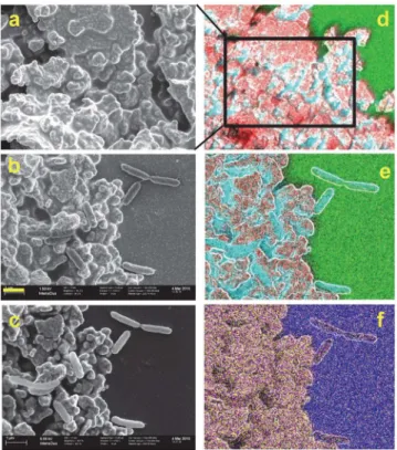 Fig 3. SEM-EDX analysis of a Ag/AgCl patch with (b, c, e, f) and without (a and d) freshly deposited S
