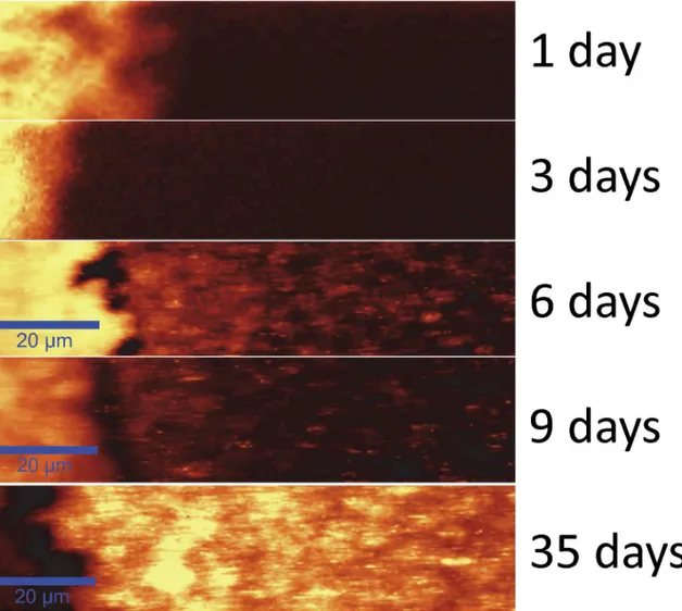 Fig 5. SECRaM time series of the S. oneidensis biofilm at the Ag/AgCl patch (patch seen on the left): 1, 3, 6, 9 and 35 days after sealing the setup
