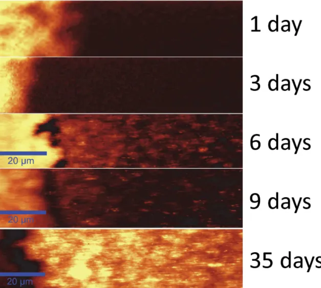 Fig 5. SECRaM time series of the S. oneidensis biofilm at the Ag/AgCl patch (patch seen on the left): 1, 3, 6, 9 and 35 days after sealing the setup