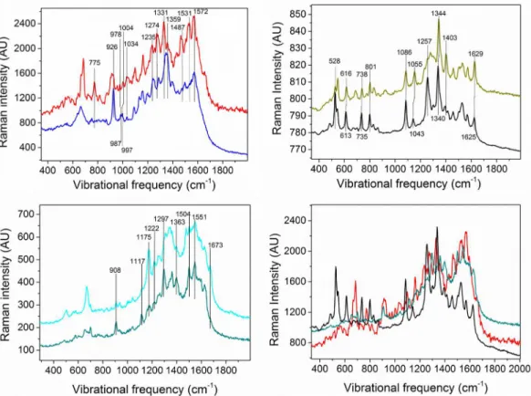 Fig 1. SERS spectra of expected biofilm component proxies. Each component was dissolved either in water (Sodium Alginate) or in phosphate buffer (hhcytc and riboflavin phosphate) and mixed with colloidal silver for Raman surface enhancement