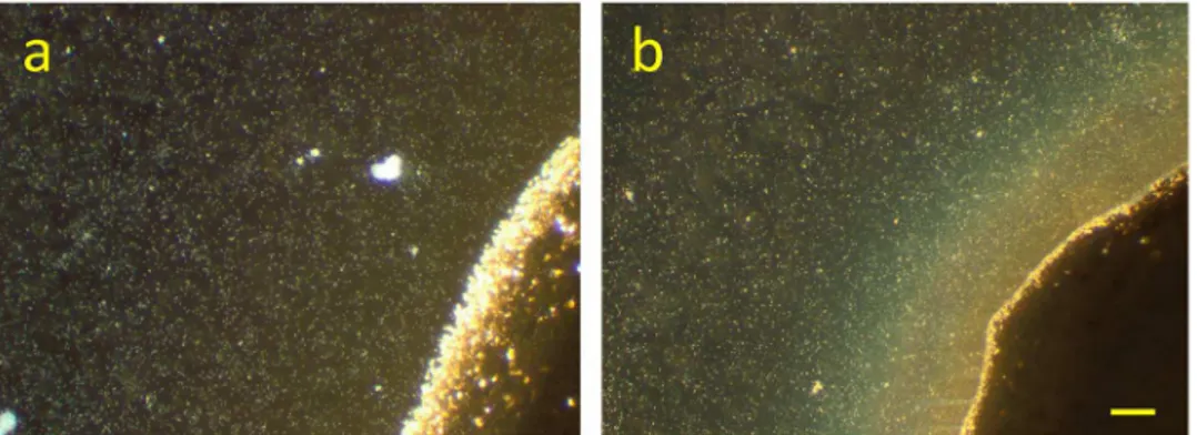 Fig 2. Dark field microscopy (x10) of S. oneidensis MR-1 at the Ag/AgCl solid interface