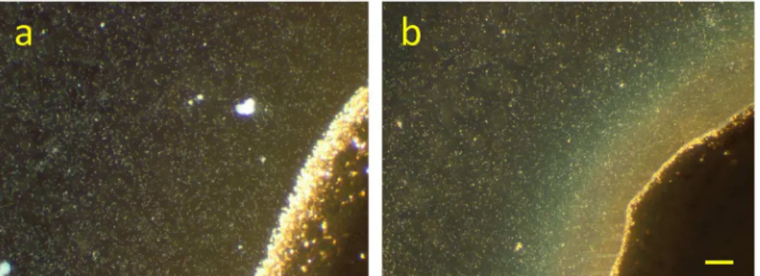 Fig 2. Dark field microscopy (x10) of S. oneidensis MR-1 at the Ag/AgCl solid interface