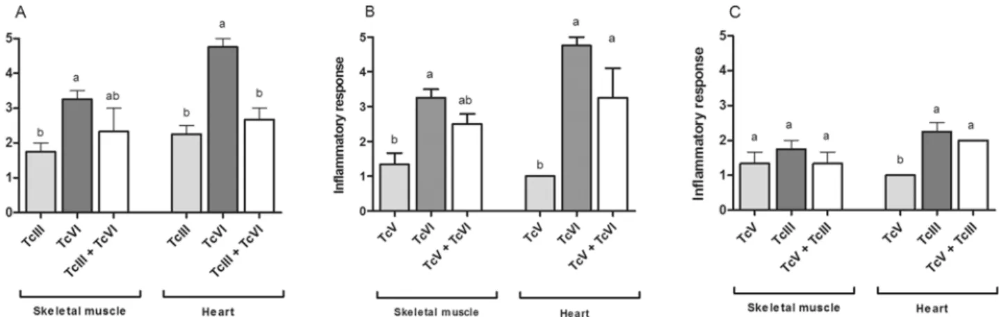 Fig 5. Histological damage in mice infected with single and mixed infections. Inflammatory response observed in skeletal muscle and heart samples of experimental groups inoculated with: (A) TcIII, TcVI or TcIII + TcVI, (B) TcV, TcVI or TcV + TcVI and (C) T