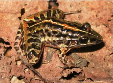 Figure  2.  Adult  male  of  Leptodactylus  furnarius  from  municipality  of  Taguatinga, state of Tocantins, Brazil