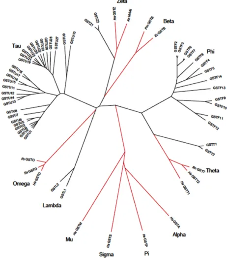 Figura 1.2 Árvore filogenética que ilustra a diversidade das GST e as relações entre as classes (Adaptado de  DIXON, LAPTHORN, EDWARDS, 2002b)