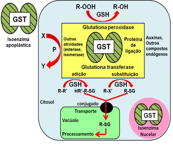 Figura  1.2  Desintoxicação  de  xenobióticos  e  metabolismo  de  endógenos  através  de  GST  nas  plantas  (Adaptado de DIXON et al., 1998)