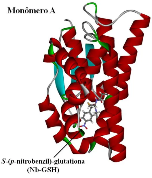 Figura  2.2  Estrutura  tridimensional  da  glutationa  transferase  (2vo4)  complexada  com  o  inibidor  S-(p- S-(p-nitrobenzil)-glutationa (Nb-GSH) – GTB no sítio ativo.
