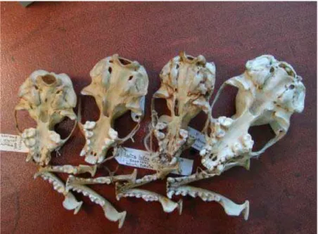 Figure 1: Skulls and lower mandibles of the four Asian otter species (by permission of Hiroshi Sasaki)