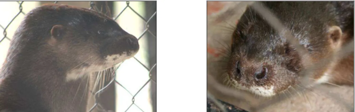 Fig 2: Left: The white throat patch is in sharp contrast with the rest of the body, and is smaller than in other otter  species in the region