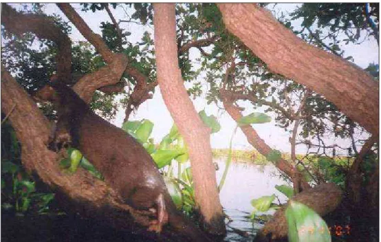 Figure 4: Hairy-nosed otter defaecating on branch just above the water level at Tonle Sap Lake,  Cambodia