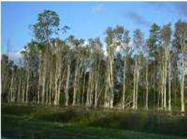 Figure 5:  Toa Daeng peat swamp forest