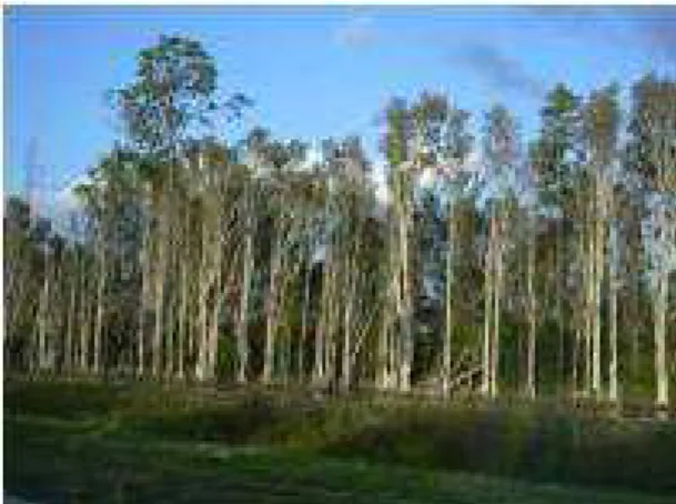 Figure 5:  Toa Daeng peat swamp forest