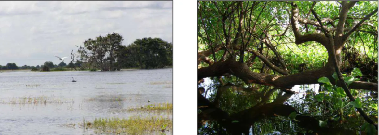 Figure 6. Flooded forest habitat of hairy-nosed otter at Tonle Sap Lake, Cambodia 