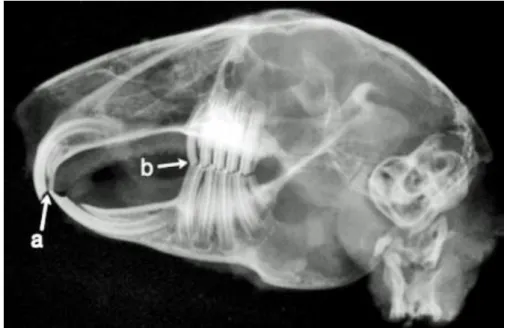 Figura  3.  Radiografia  LL  mostrando  a  posição  de  repouso.  (a)  Incisivos  mandibulares posicionados entre os incisivos primários e os incisivos secundários