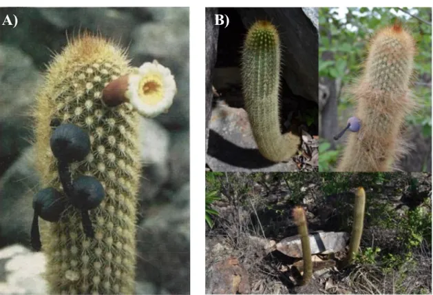 Figura 2. A) Foco na flor e nos frutos de P. aureispinus. Fonte: imagem retirada do artigo de descrição da espécie (Buining &amp; Brederoo, 1974)