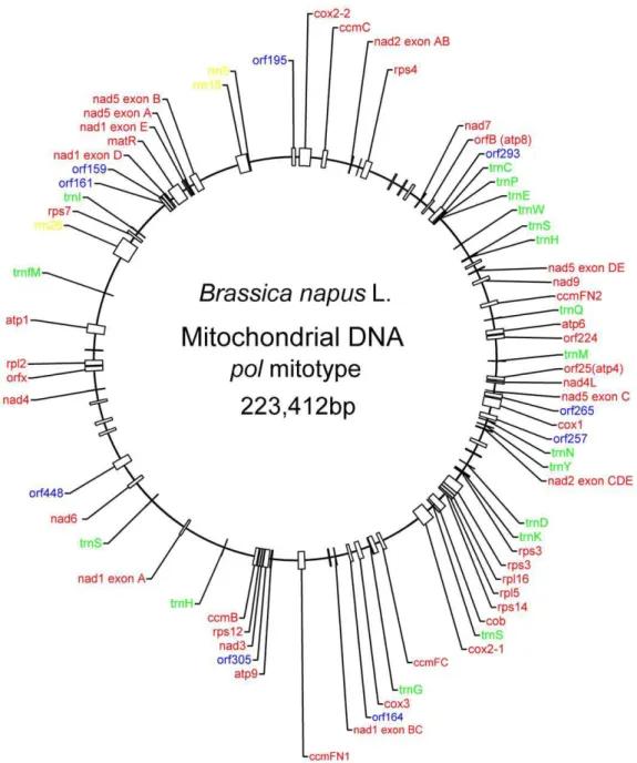 Figure 1. Organization of the pol mitotype in B. napus . A total of 55 genes with known function were identified, including 34 protein-coding genes (red), 3 ribosomal RNA genes (yellow), and 18 tRNA genes (green)