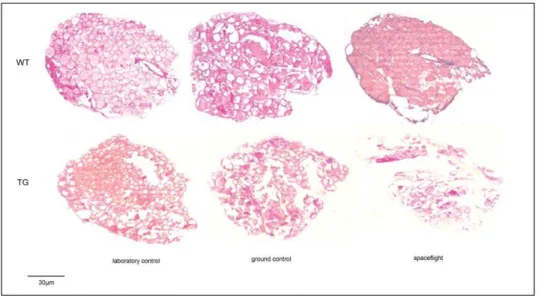 Figure 2. Morphology analysis of thyroid tissues of WT and TG mice maintained in laboratory, in vivarium cages (laboratory control) and in MDS (ground control), from either the on-ground or the spaceflight group