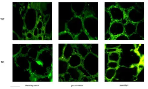Figure 5. Fluorescence immunostaining of caveolin 1, using anti-caveolin 1 antibody, in thyroid tissues of WT and TG mice maintained in laboratory, in vivarium cages (laboratory control) and in MDS (ground control), from either the on-ground or the spacefl