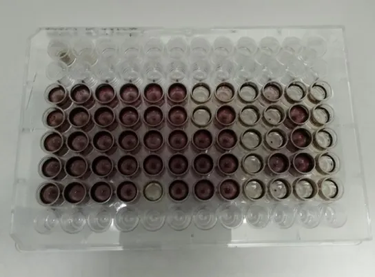 Figure 4 – Part B experimental design (MPN test) 