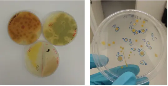 Figure 6 – Different bacteria consortia isolates displayed in medium plates  