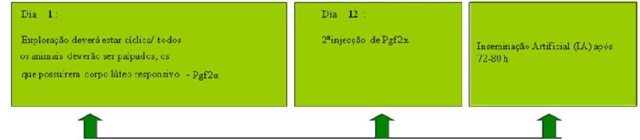 Fig. 15- Programa A: Programa de indução/sincronização de cios com dupla injecção de PGF2 