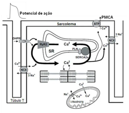 Figura  1:  Mecanismo  de  excitação/contração  de  miócitos  ventriculares.  O  influxo  de  Ca 2+ ,  ativado  pelo  potencial  de  ação,  através  dos  canais  DHPR  (canal  de  Ca 2+   do  tipo  L)  e  NCX  (trocador  de  Na + /Ca 2+ ) induz a liberação