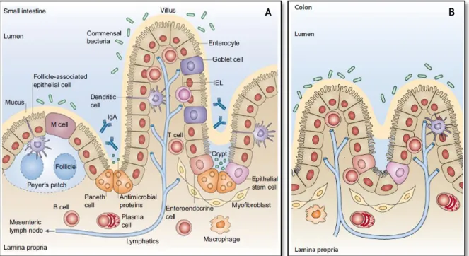 Figure 2.2 – Schematic representation of the architecture of the small intestine (A) and the colon (B) as well as  all the cell types present in an intestinal villus
