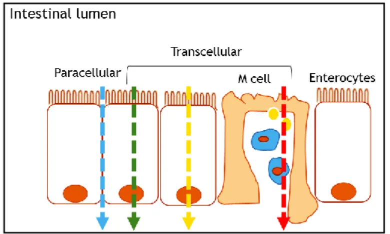 Figure 2.3 – Schematic representation of the transport across the intestinal epithelium