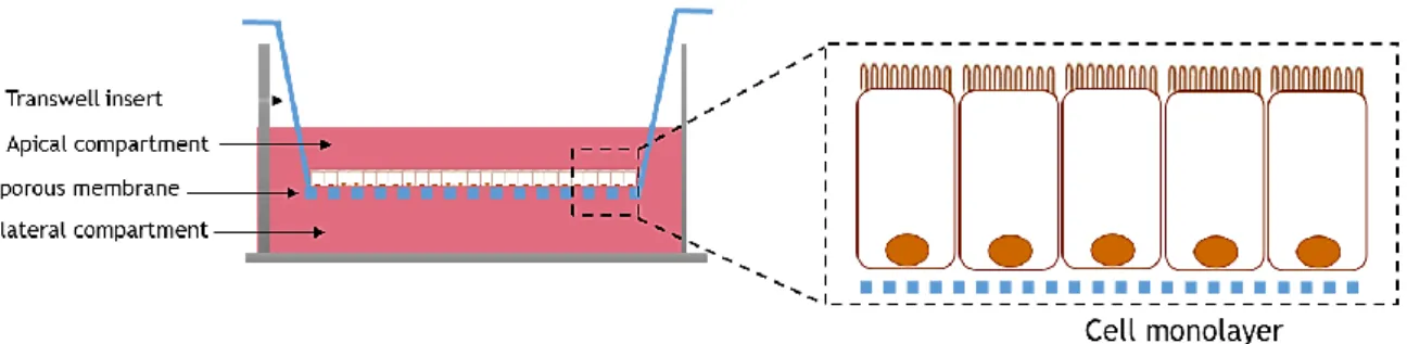Figure 2.5 – Schematic representation of a Transwell® that consist in a well plate plus insert