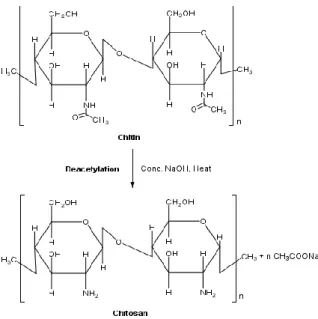 Figure 2.11 – Deacetylation of chitin to chitosan. 