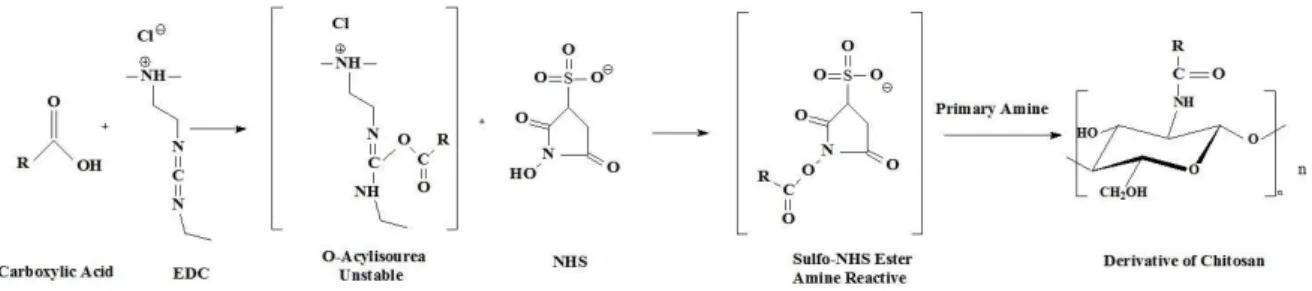 Figure 2.15 - Acylation synthesis from the use of EDC and NHS. 