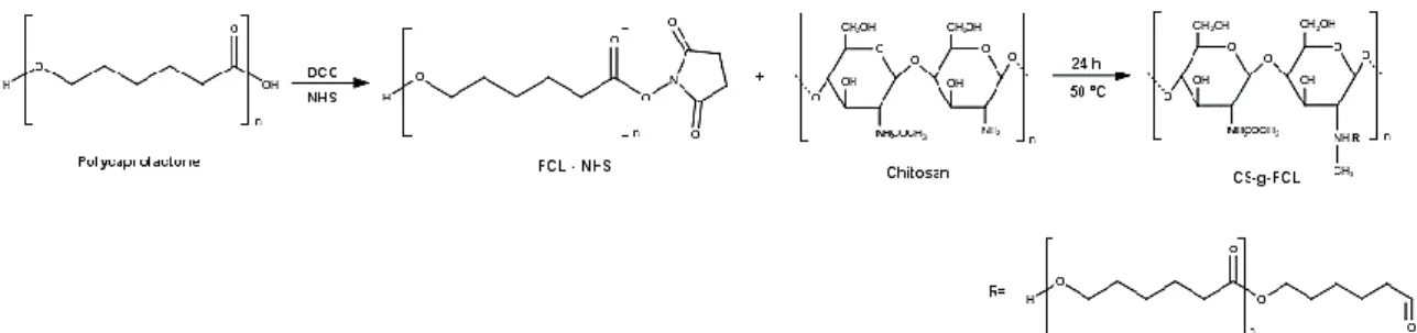 Figure 3.1 - Synthesis scheme the reaction of chitosan with polycaprolactone through chitosan modification by  N-acylation