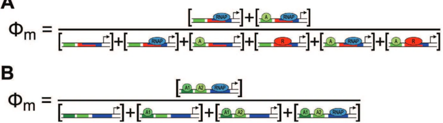 Figure 3. Graphical representations of thermodynamic cis -regulatory functions. Proteins/complexes are represented as ovals, binding sites as rectangles