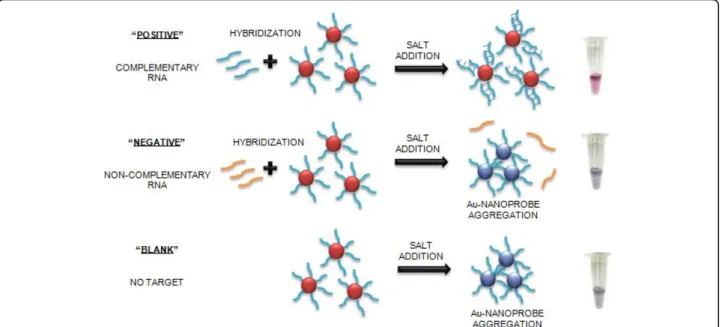 Figure 1 Schematic representation of Au-nanoprobe assay method. The assay is based on the increased stability of the Au-nanoprobes upon hybridization with the complementary RNA target in solution, while non-hybridized Au-nanoprobes easily aggregate once th