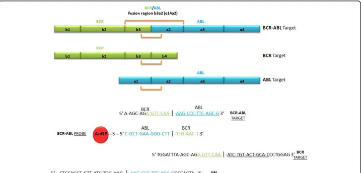 Figure 2 Oligonucleotide probe and target sequences designed for BCR-ABL b3a2 (e14a2) junction and for BCR and ABL genes.