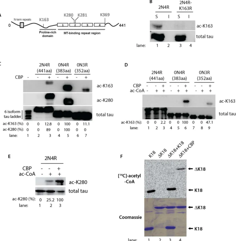 Fig 1. Tau isoforms display distinct patterns of acetylation at lysine residues K163 and K280