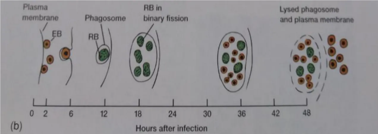 Figura 1- Ciclo evolutivo de C. abortus: Cronologia pós infecção. Adaptado de Lansing M