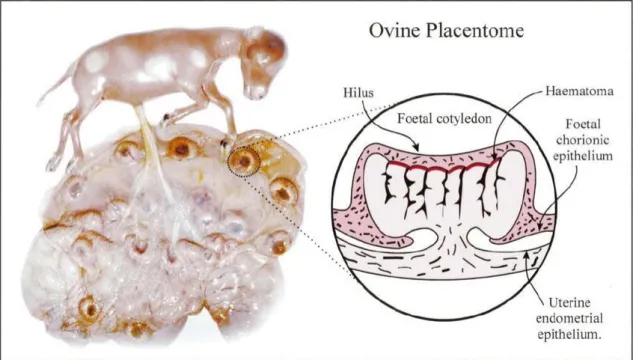 Figura 5 - Placenta ovina aos 60 dias de gestação. Representação estrutural do Placentoma – Hematomas  maternos