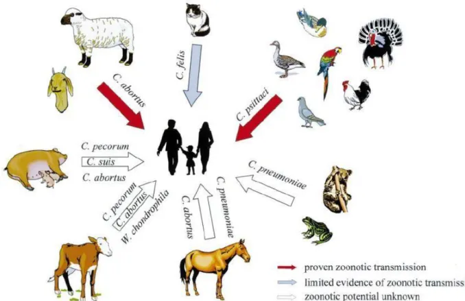 Figura 6 - Esquema representativo do potencial zoonótico das várias espécies Chlamydiales