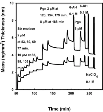 Figure 2. Dual polarization interferometry of Str enolase binding to silicon oxynitride followed by Pgn binding to the Str enolase