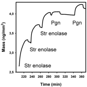Figure 4. Dual polarization interferometry of Str enolase binding to DOPG bilayers followed by Pgn binding to immobilized Str enolase