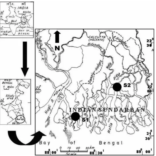 Fig. 1. Map showing location of two study sites Chandanpiri (S 1 ) and Jharkhali (S 2 ) in Indian Sundarban wetland.