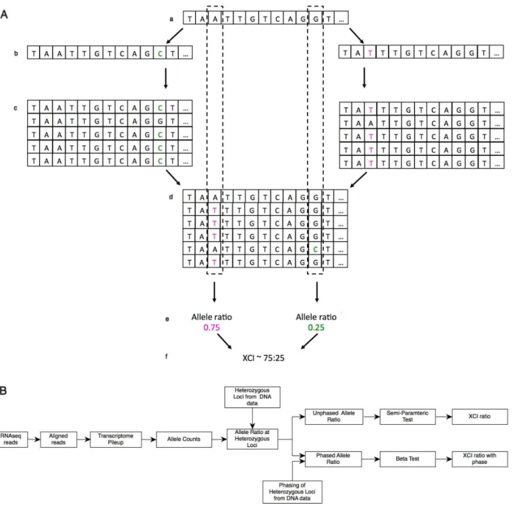 Fig. 1. Schematic view of estimation of XCI ratio from read count data. (A) Overview of the simulation study